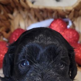 Aussiedoodle, Cavapoo, and Poodle Puppies from B&M Cottonwood Canines