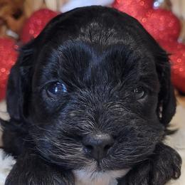 Aussiedoodle, Cavapoo, and Poodle Puppies from B&M Cottonwood Canines