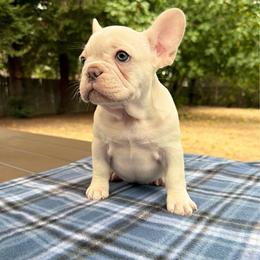 Terra - Cream female French Bulldog puppy in Citrus Heights, California from Cali Rooted Bullyz