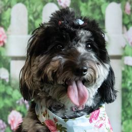 Dottie - Goldendoodle