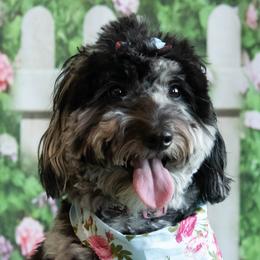 Dottie - Goldendoodle