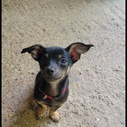 Chihuahua and Dachshund Puppies from Hope's pups