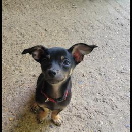Chihuahua and Dachshund Puppies from Hope's pups