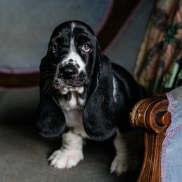 Magenta - Black and white female Basset Hound puppy in Knoxville, Tennessee from Well Hounded Bassets