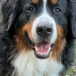 Bernedoodle and Bernese Mountain Dog All Grown Up from Berner Ridge Kennels