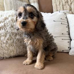 Valentine - Tri-color male Cavapoo puppy in Bozrah, Connecticut from Cedar Creek Farm
