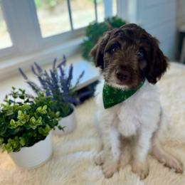 Aslan - White and red male Bordoodle puppy in Valley Center, California from Circle R Valley Bordoodls