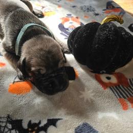 Jack - Fawn male Great Dane puppy in New York from Port Bay Danes