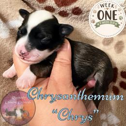 Chrysanthemum - Sable male Chinese Crested puppy in Sweet Home, Oregon from Rhapsody Poodles & Cresteds