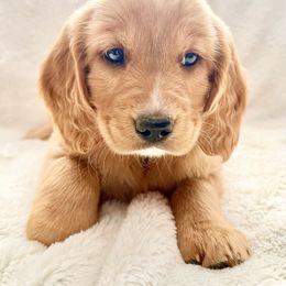 Companion Cross Puppies from Happy Tails Mini Goldens