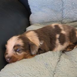 Cupid 4,300 - Dapple male Dachshund puppy in Tonopah, Arizona from Desert Diamond Dachshunds