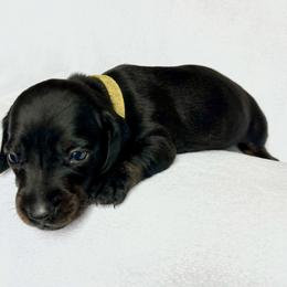 Boy 1 - Black and tan male Dachshund puppy in Hollidaysburg, Pennsylvania from Weenie Bros