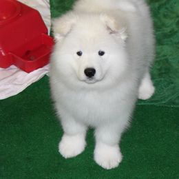 Samoyed Puppies from Koukla Samoyeds