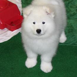 Samoyed Puppies from Koukla Samoyeds