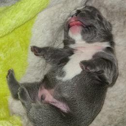 French Bulldog Puppies from Stephanie Dunagan