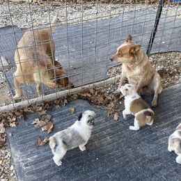Australian Cattle Dog and Companion Cross Puppies from MX Kennel - Central MO