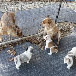 Australian Cattle Dog and Companion Cross Puppies from MX Kennel - Central MO