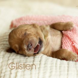 Goldendoodle Puppies from Loving Hearts Goldendoodles