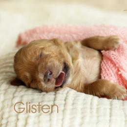 Goldendoodle Puppies from Loving Hearts Goldendoodles