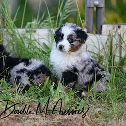 Ranger - Blue merle male Australian Shepherd puppy in Olivehurst, California from Double M Aussies