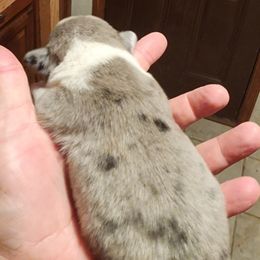 Boy 4 - Cardigan Welsh Corgi puppy from Pondside Kennels