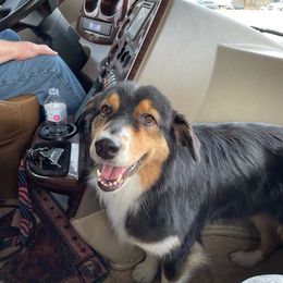 Australian Shepherds from Ruffian