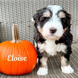 Eloise (Pink girl) - Tri-color female Bernedoodle puppy in Boiling Springs, South Carolina from OlliePups, LLC