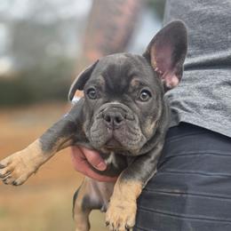 Jasmin - Blue fawn female French Bulldog puppy in Fayetteville, North Carolina from Burger's Pups