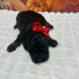 Holly - Black and white female Cockapoo puppy in Brookings, South Dakota from Hofer Pups
