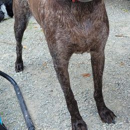 German Shorthaired Pointer All Grown Up from Star Center Kennels
