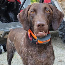 German Shorthaired Pointer All Grown Up from Star Center Kennels