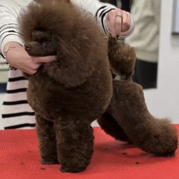 Coffee - Poodle
