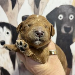 Silk - Red  female Goldendoodle puppy in Placerville, California from New Dawn Poodles and Doodles