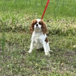 Frankie - Cavalier King Charles Spaniel