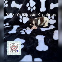 Kane - Parti male Yorkshire Terrier puppy in Dierks, Arkansas from Yorkie’s Klassie Kreations