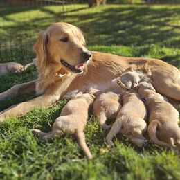 Duchess - Golden Retriever