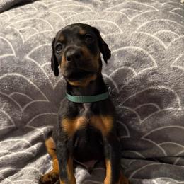 Boy 4 - Black and rust male Doberman Pinscher puppy in Lake City, Florida from Paintedcrazy Doberman Pinchers