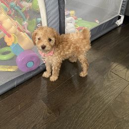 Poodle Puppies from Polina Walker's Poodles