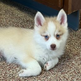 Blue Ghost - Lavender male Pomsky puppy in Magnolia, Texas from Solace Shelties and Pomskies