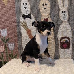Ice - Black white and tan male Rat Terrier puppy in Caldwell, Ohio from Forest Grove Rat Terriers