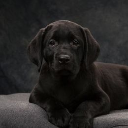 Labrador Retriever Puppies from PRAIRIESKY KENNELS