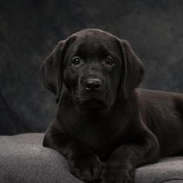 Labrador Retriever Puppies from PRAIRIESKY KENNELS