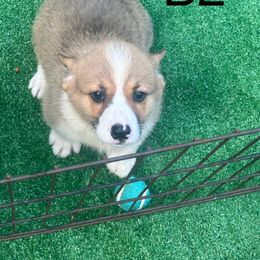 Boy 2 - Pembroke Welsh Corgi puppy from Delgado’s Corgi’s
