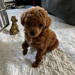 Ginny (Ginger) - Red  female Poodle puppy in Sharon, Connecticut from LittleBear Poodles