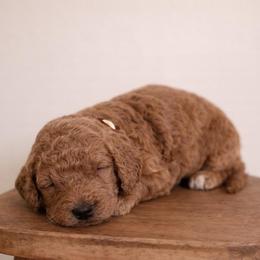 Honey - Apricot female Goldendoodle puppy in Loma Rica, California from BloomingPuppies