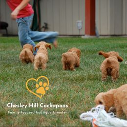 Cockapoo Puppies from Chesley Hill Cockapoos