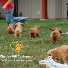 Cockapoo Puppies from Chesley Hill Cockapoos