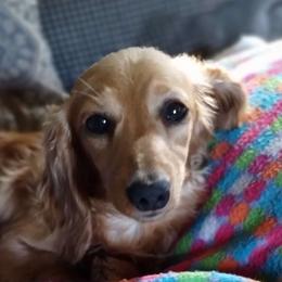 Vienna - Dachshund