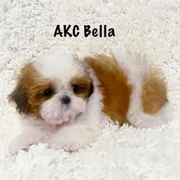 AKC Bella - Red and white female Shih Tzu puppy in Greenville, South Carolina from Babyface Shih Tzu