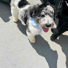 Bernedoodle Puppies from Crown Stephens Family Doodles